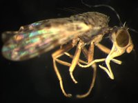 藏品(長鞘寬頭果實蠅)的圖片